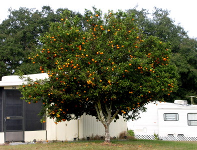 [Tree with lots of round orange-colored fruit.]